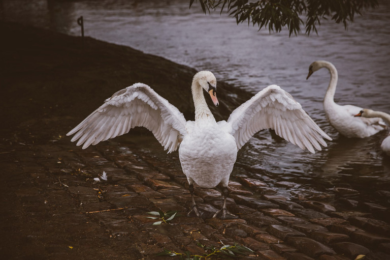 prague garden surprise proposal